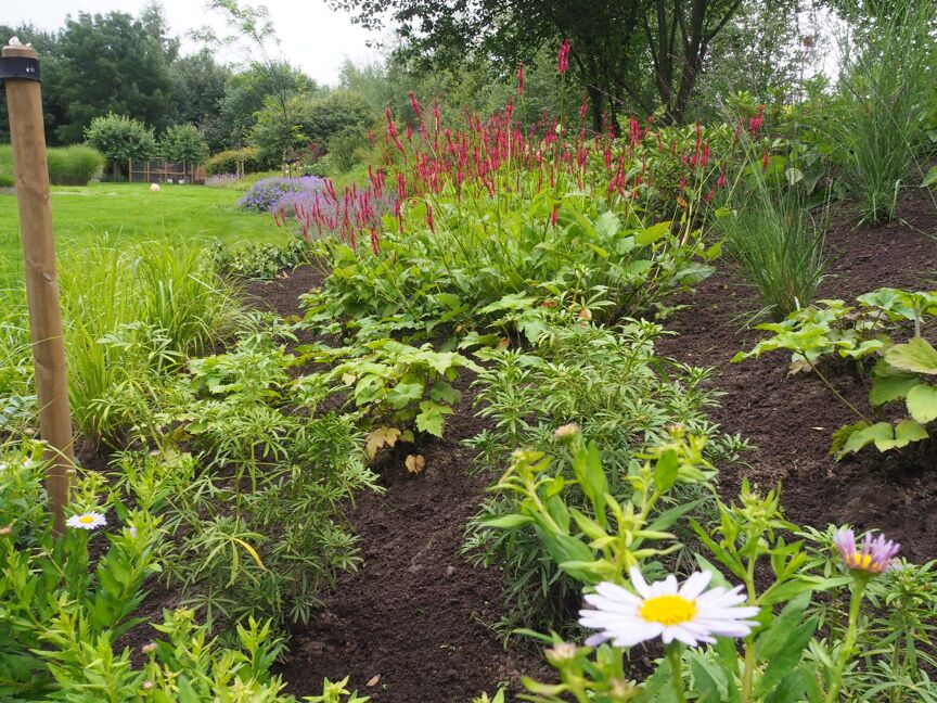 Combinatie siergrassen & vaste planten 6