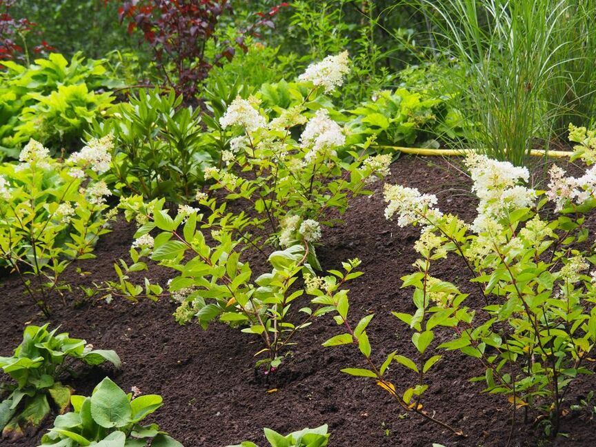 Combinatie siergrassen & vaste planten 4