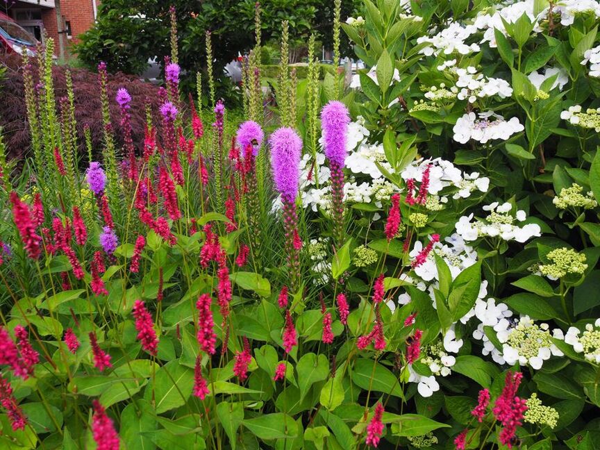 Levendige tuin Bergentheim 2