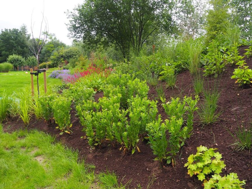 Combinatie siergrassen & vaste planten 2