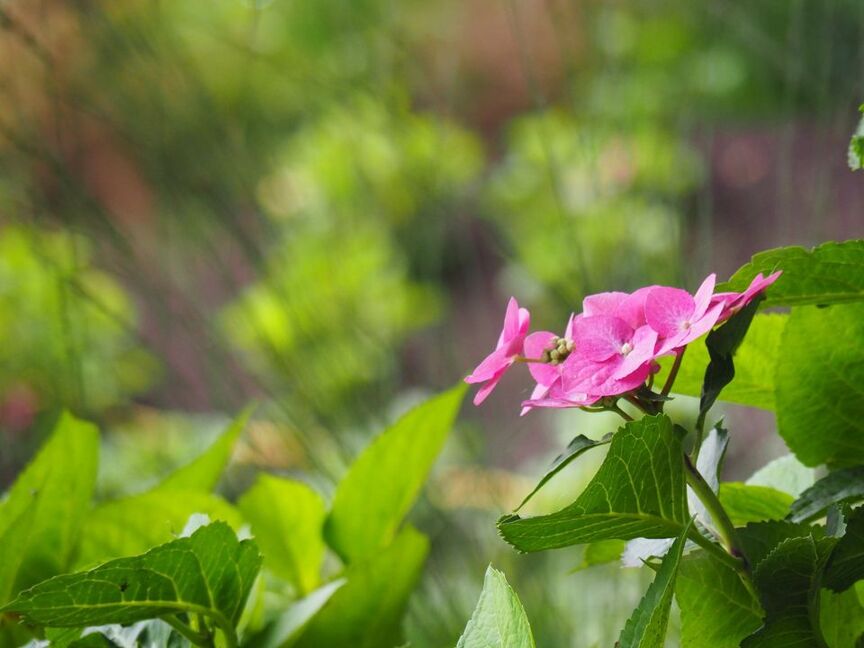 Combinatie siergrassen & vaste planten 3